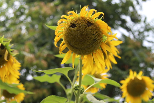 奧林匹克森林公園葵花