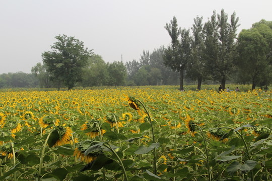 奧林匹克森林公園葵花
