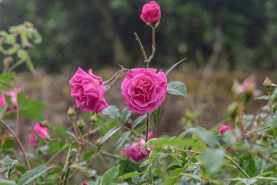 玫瑰花背景