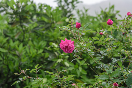 玫瑰花背景