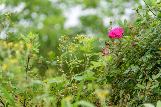 玫瑰花背景