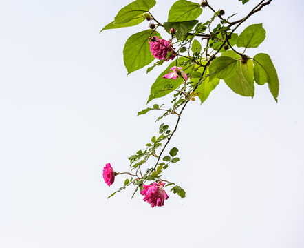 玫瑰花背景