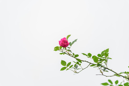 一支玫瑰
