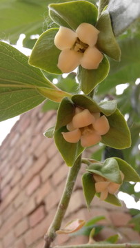 黃花