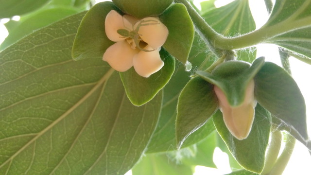 柿子花