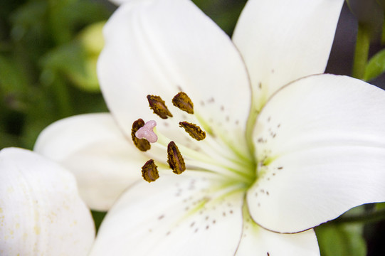 百合花花蕊