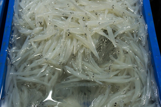 白飯魚