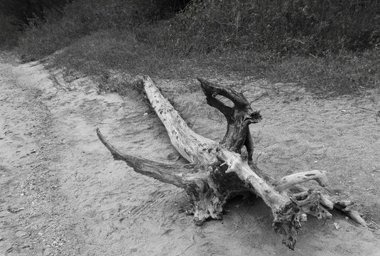 枯木 樹頭 黑白