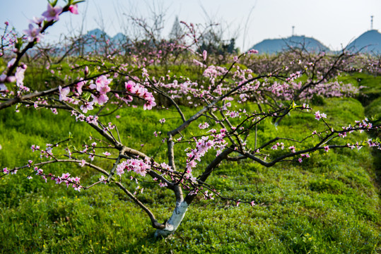 高清桃花圖片