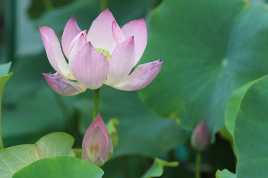 圓明園荷花