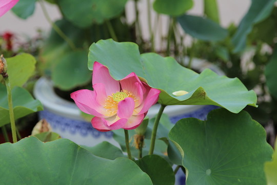 圓明園荷花