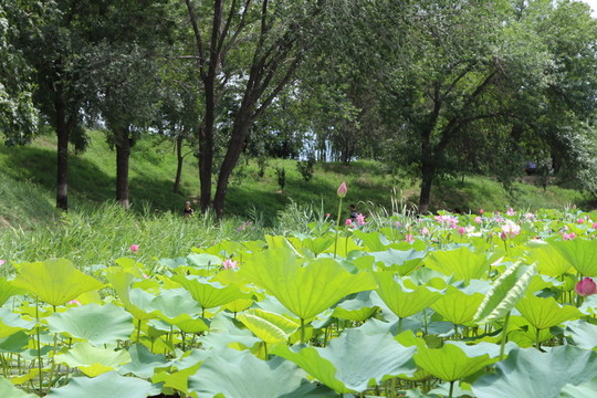 圓明園