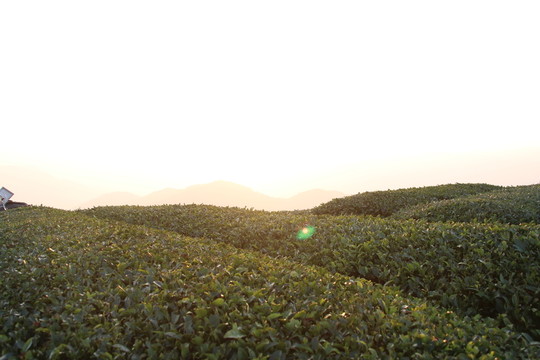 茶園