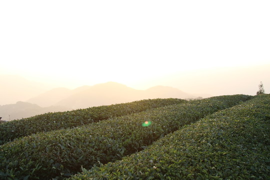 茶園