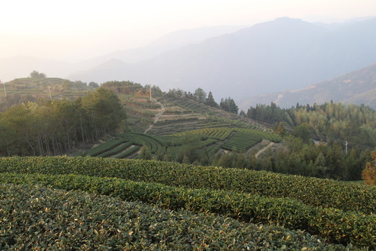 茶園風(fēng)景