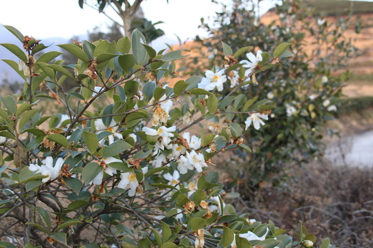 茶花攝影