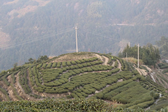 茶園