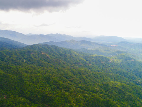 綠樹成蔭 植樹造林