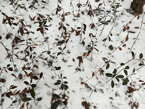 第二場雪 （17）