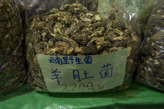 羊肚菌 標(biāo)本及價(jià)格參考