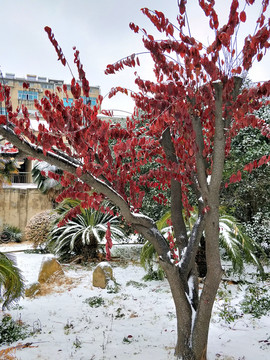雪中紅葉 （1）