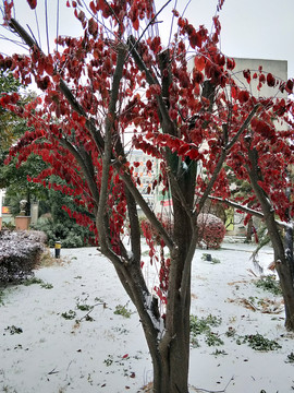 雪中紅葉 （13）