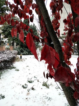雪中紅葉 （14）