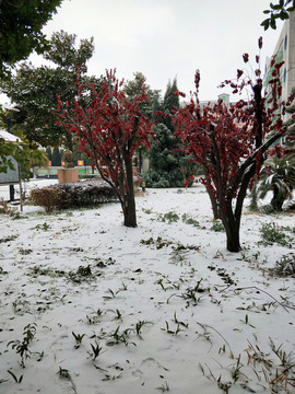 雪中紅葉 （9）