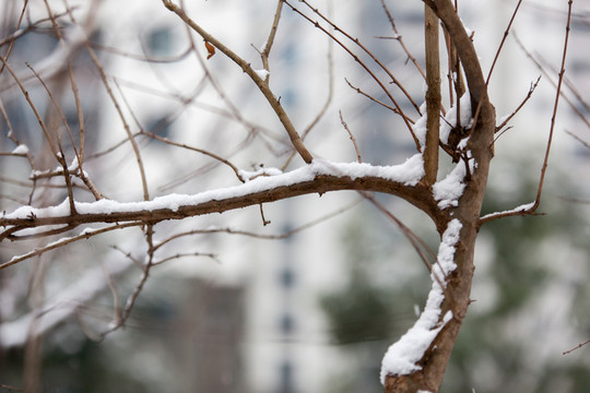 樹干上雪