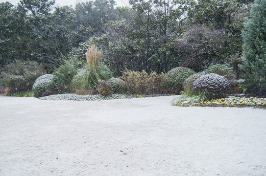 被雪覆蓋的植物