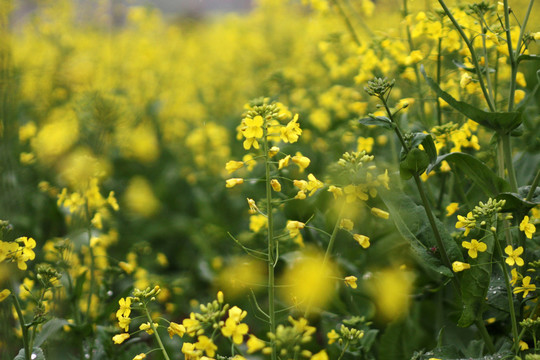 油菜花 農(nóng)田