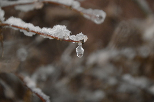樹(shù)枝冰雪世界