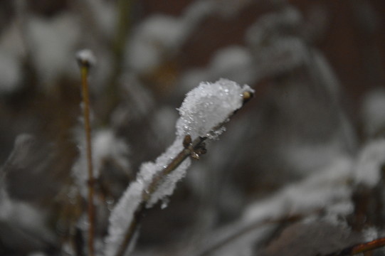 樹枝冰雪世界