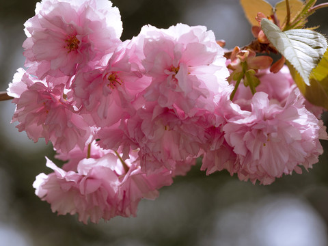 櫻花