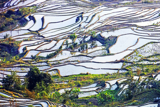 元陽(yáng)梯田