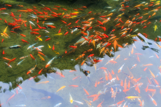 錦鯉 金魚