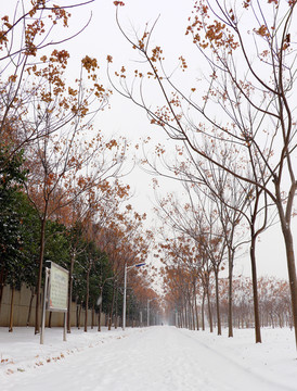 雪景