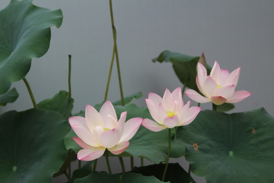北海公園荷花