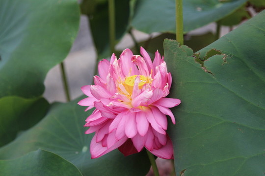 北海公園荷花