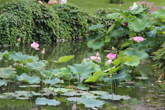 北海公園荷花
