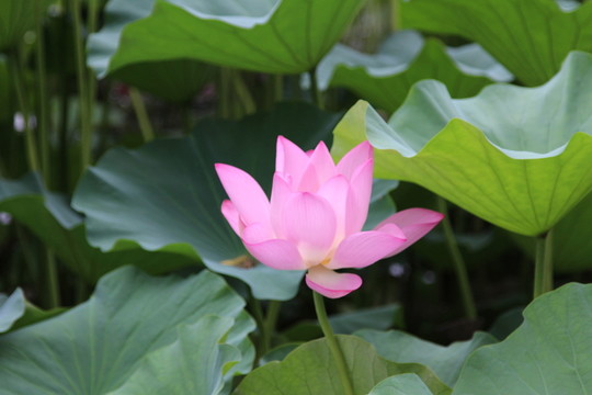 北海公園荷花展