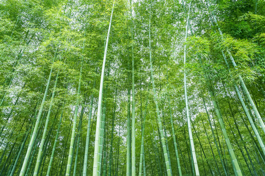 竹子竹林竹葉