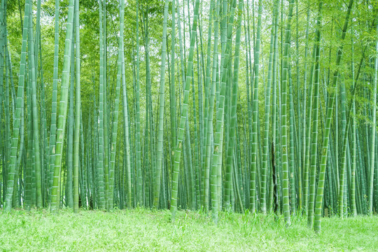 竹子竹林竹葉
