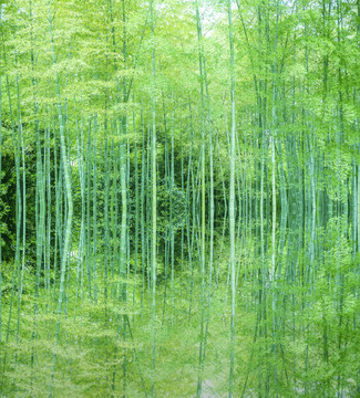 竹子竹林竹葉