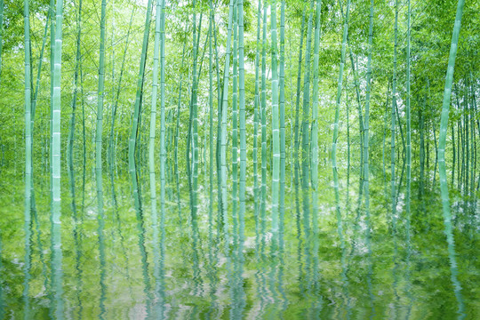 竹子竹林竹葉