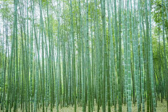 竹子竹林竹葉