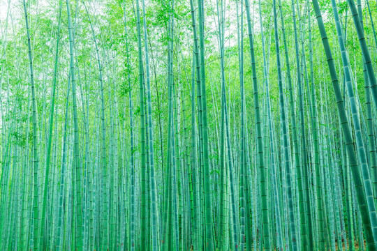 竹子竹林竹葉