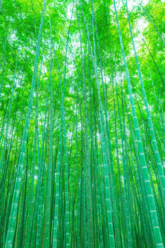 竹子竹林竹葉