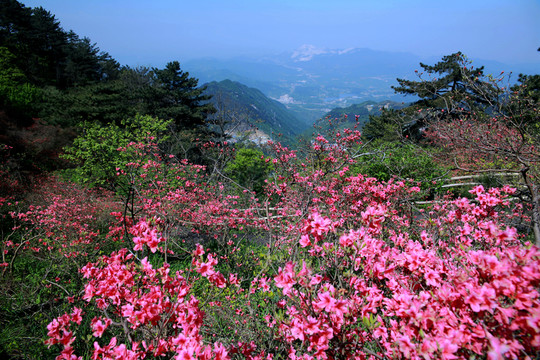 麻城看杜鵑