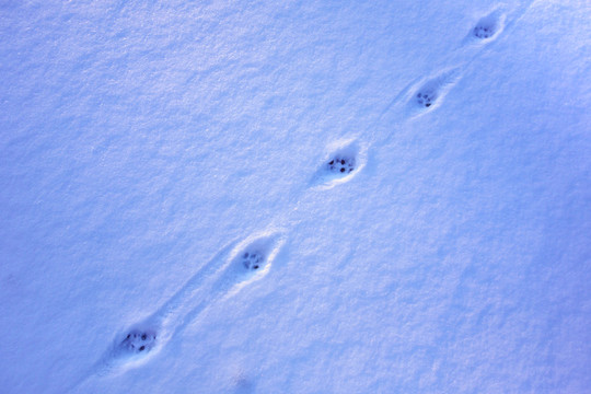 雪地里的動物腳印